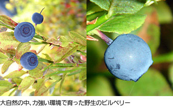 Carefully selected wild bilberries from Scandinavia