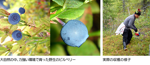 北欧産野生種のビルベリーを厳選使用