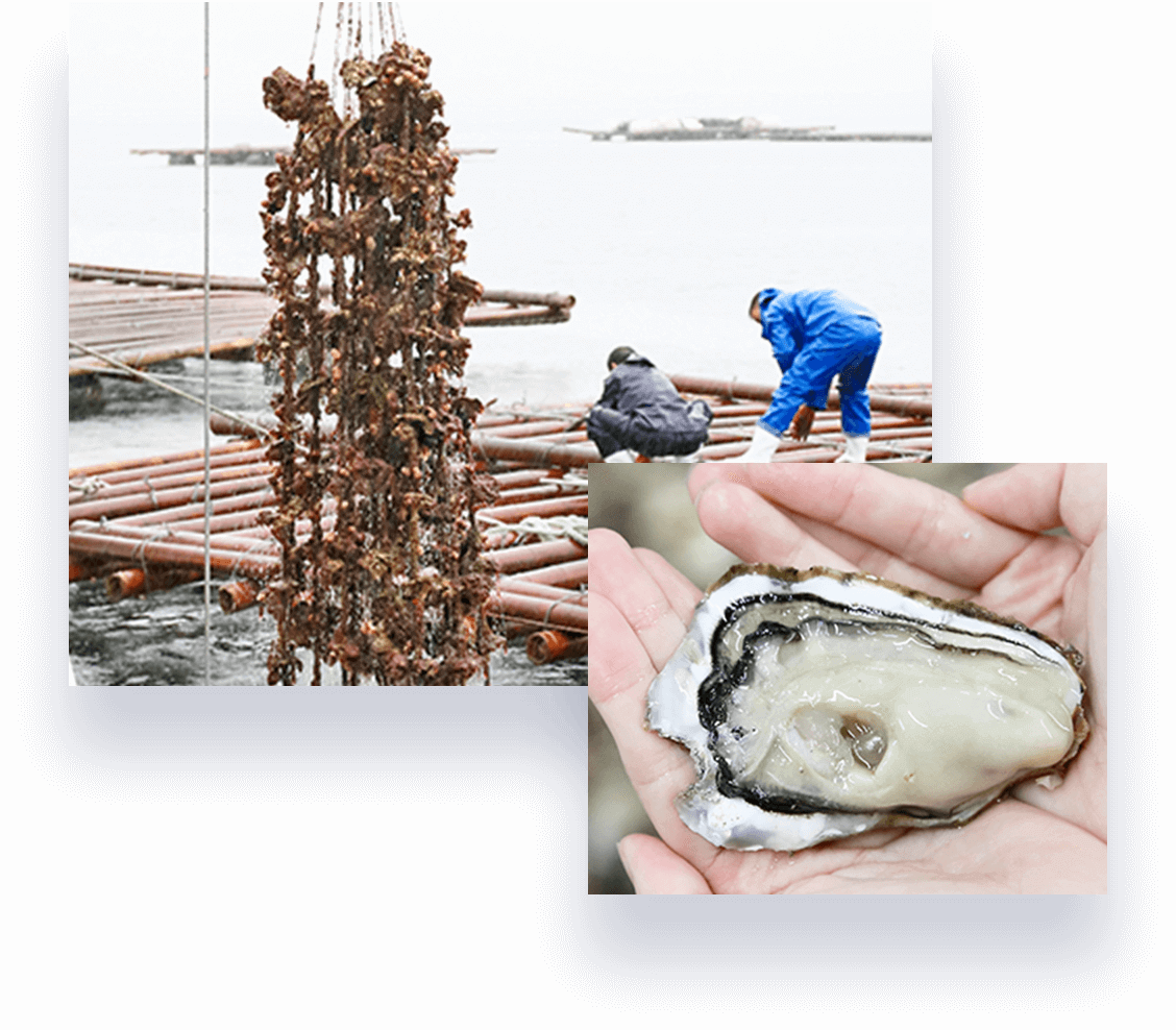 Das Meer von Hiroshima, in dem hochwertige Austern wachsen