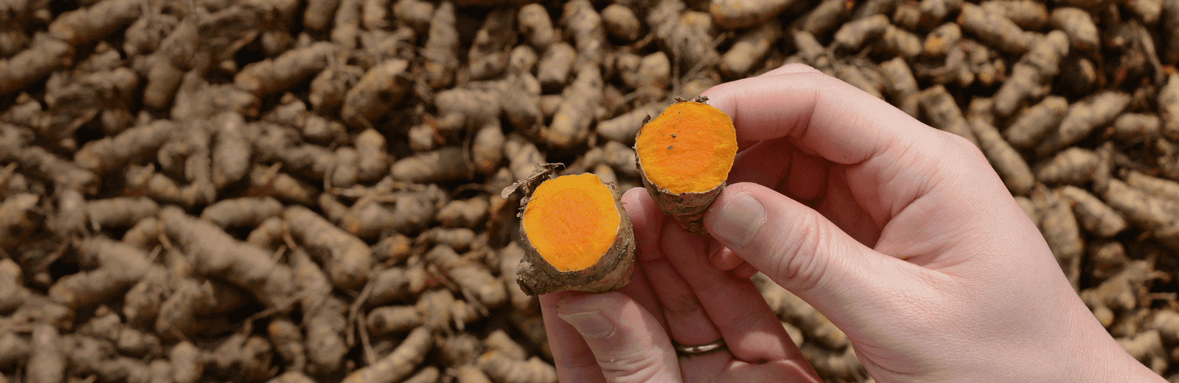 Turmeric